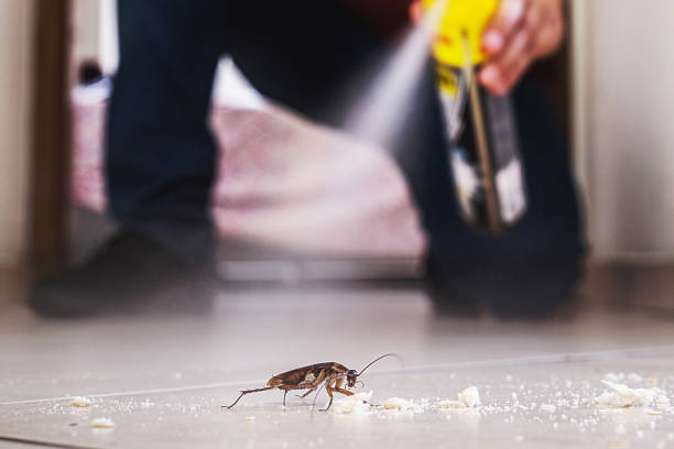 Best Best Pest Control Companies  in South Woodstock, CT