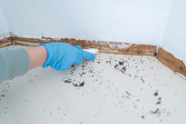 Best Pest Prevention Services  in South Woodstock, CT